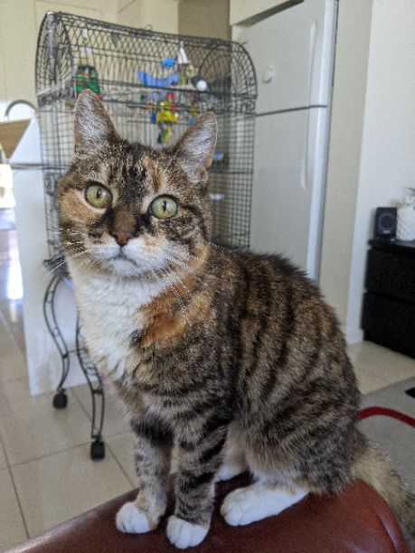 Prayer For My Sick Cat Gretel Click To Pray